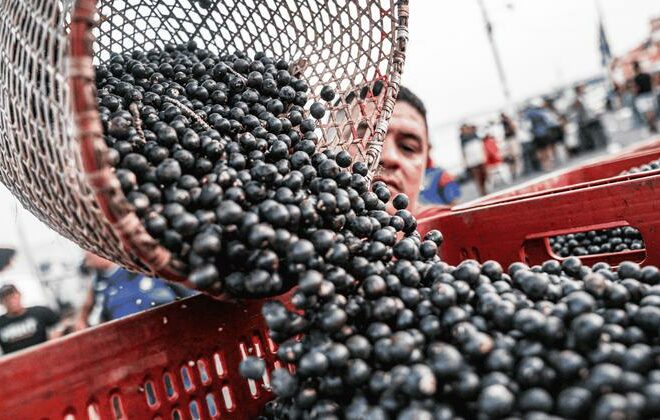 High stakes and high flavour: Indigenous chef brings Amazonian soul to COP30