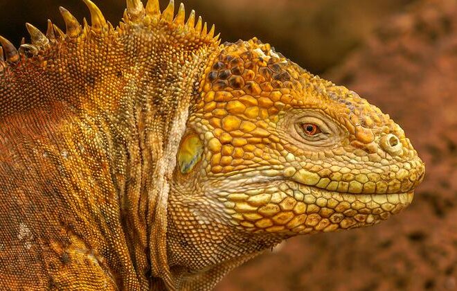 At-risk mountain vipers and iguanas, in rare company at key wildlife talks